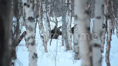 麋鹿妈妈和小牛在白桦树的冬林里歇息在雪地上